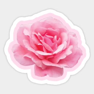 A Big Pink Rose Flower Sticker